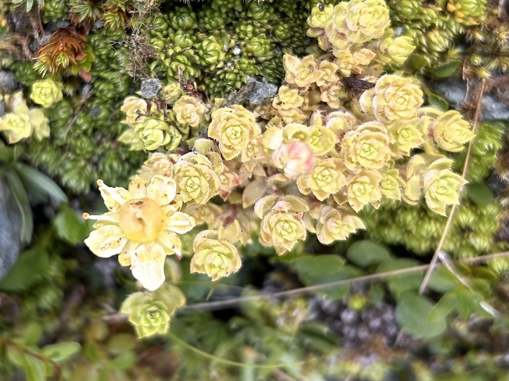 Arcticomyces