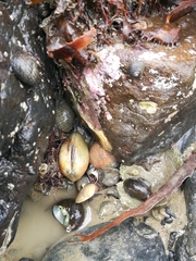 Venerupis largillierti