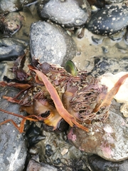 Carpophyllum flexuosum