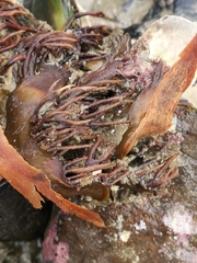 Carpophyllum flexuosum