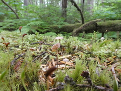 Pseudomarasmius pallidocephalus