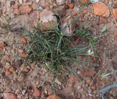 Cyperus margaritaceus image