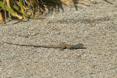 Aspidoscelis tigris tigris