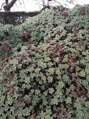Aeonium haworthii