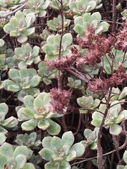 Aeonium haworthii