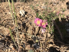 Rosa spithamea