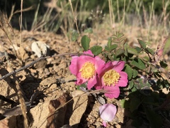 Rosa spithamea