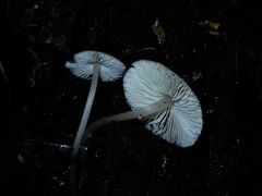 Pseudohydropus commenticius