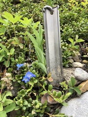 Penstemon albertinus