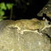 Glaucomys oregonensis californicus - Photo 由 Tom Benson 所上傳的 (c) Tom Benson，保留部份權利CC BY-NC