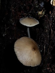 Pseudohydropus commenticius