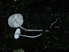 Pseudohydropus commenticius
