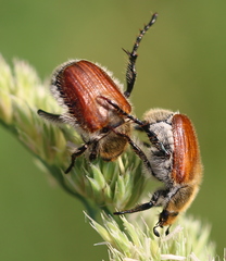 Chaetopteroplia segetum