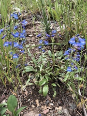 Penstemon albertinus