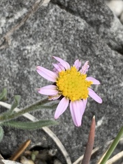 Erigeron clokeyi