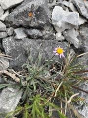Erigeron clokeyi