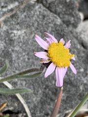 Erigeron clokeyi
