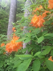Rhododendron calendulaceum