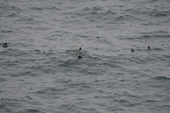 Fratercula corniculata