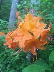 Rhododendron calendulaceum