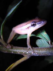 Scinax squalirostris