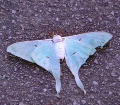 Actias
