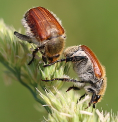 Chaetopteroplia segetum