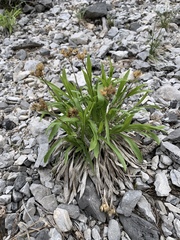 Petradoria pumila