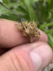 Petradoria pumila