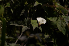Merremia pterygocaulos, photograph author not stated, no rights reserved