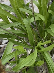 Petradoria pumila