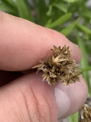 Petradoria pumila