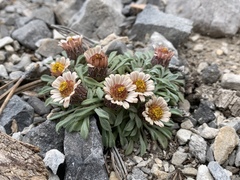 Townsendia jonesii tumulosa