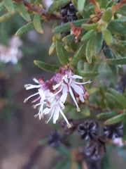 Agathosma foetidissima