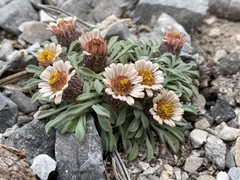 Townsendia jonesii tumulosa