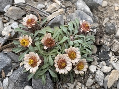 Townsendia jonesii tumulosa