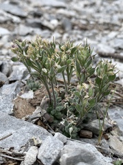 Draba jaegeri