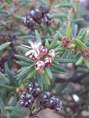 Agathosma foetidissima