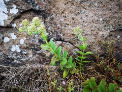 Hylotelephium telephium