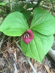 Trillium