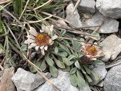 Townsendia jonesii tumulosa