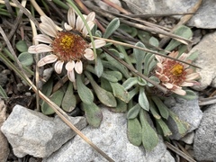 Townsendia jonesii tumulosa