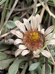 Townsendia jonesii tumulosa