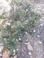 Agathosma foetidissima