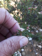 Agathosma foetidissima