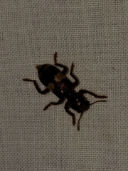 Enoclerus quadrisignatus