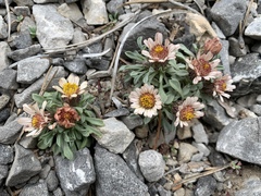 Townsendia jonesii tumulosa