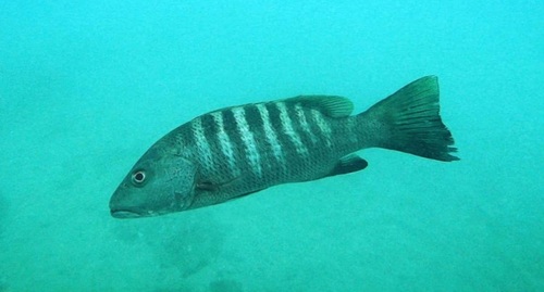 Dog snapper (Lutjanus novemfasciatus) — Lutjanidae — 2