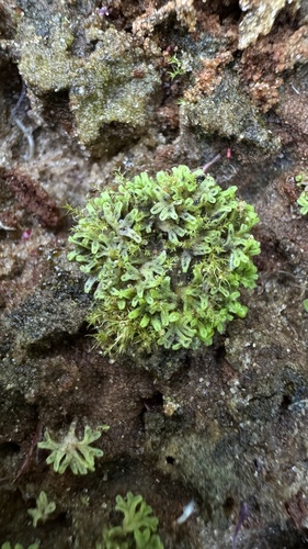 Image of Riccia huebeneriana by (c) Павлик Лисицын, some rights reserved (CC BY)