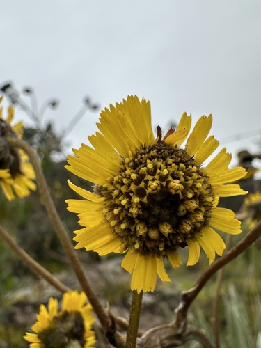 Aitelepse Chaamanti (Espeletia boyacensis)